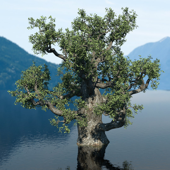 19_Water_Tree